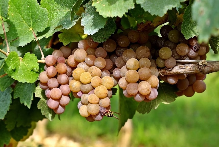 Vino Pinot Grigio Alto Adige DOC Vino Pinot Grigio Alto Adige DOC